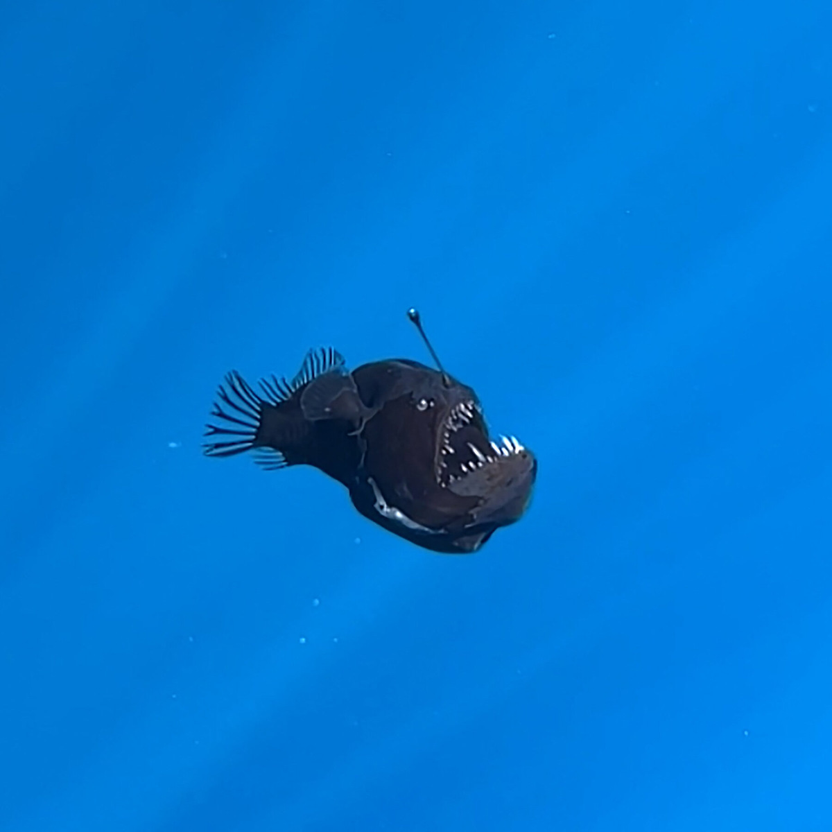 Рыба-рыболовка или Удильщик