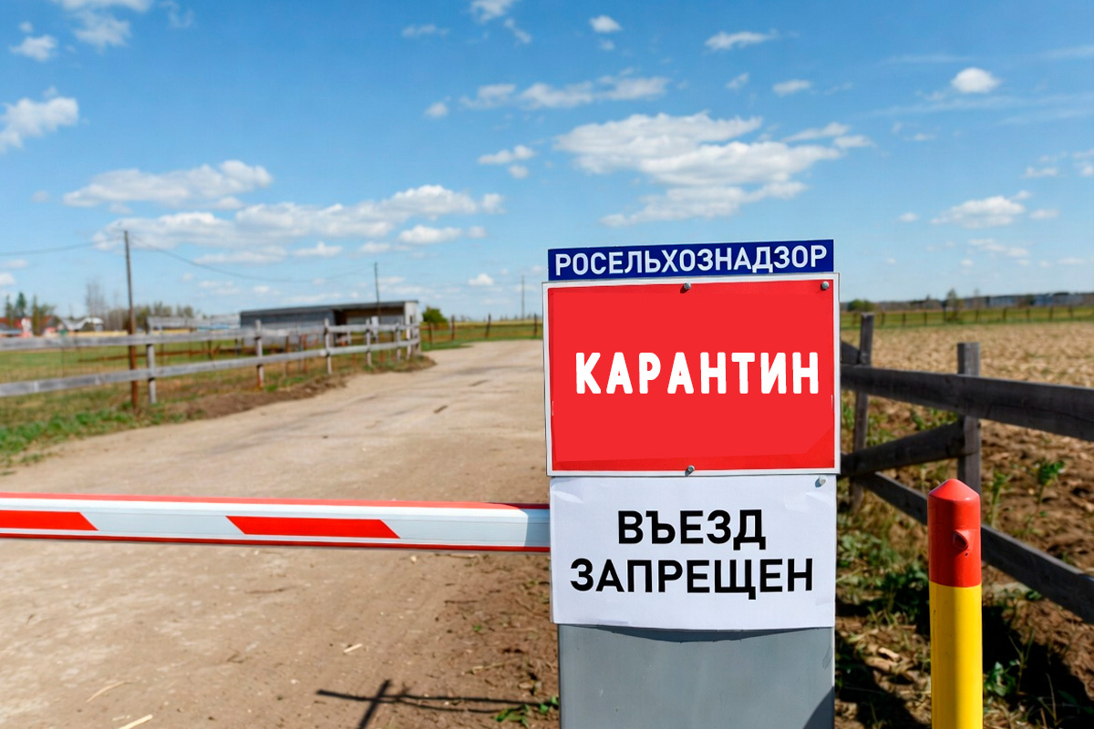    Фото: Коллаж RuNews24.ru