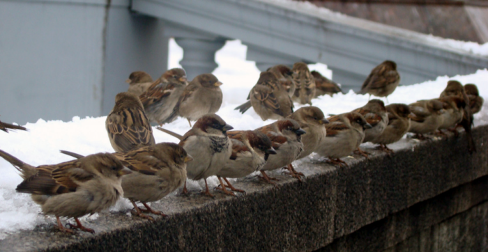 Воробьи для переписи построились / фото: pxhere.com