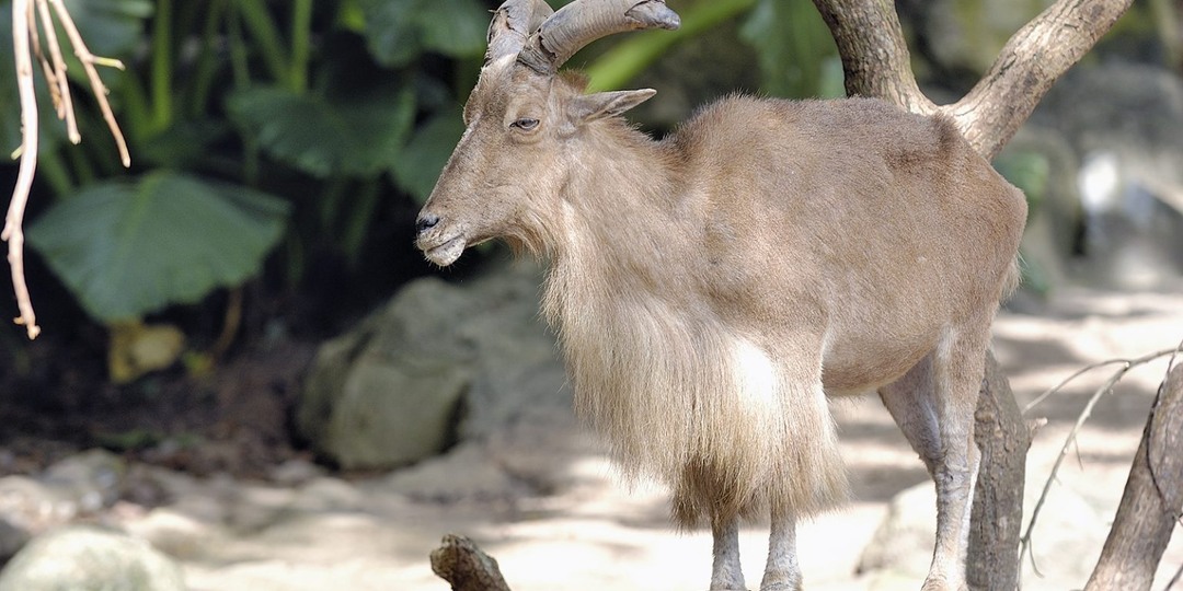 Европейская комиссия считает, что ваше мнение не имеет значения