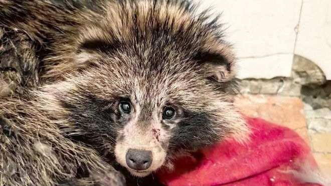 Фото: ТГ-канал "Подслушано в Подпорожье"