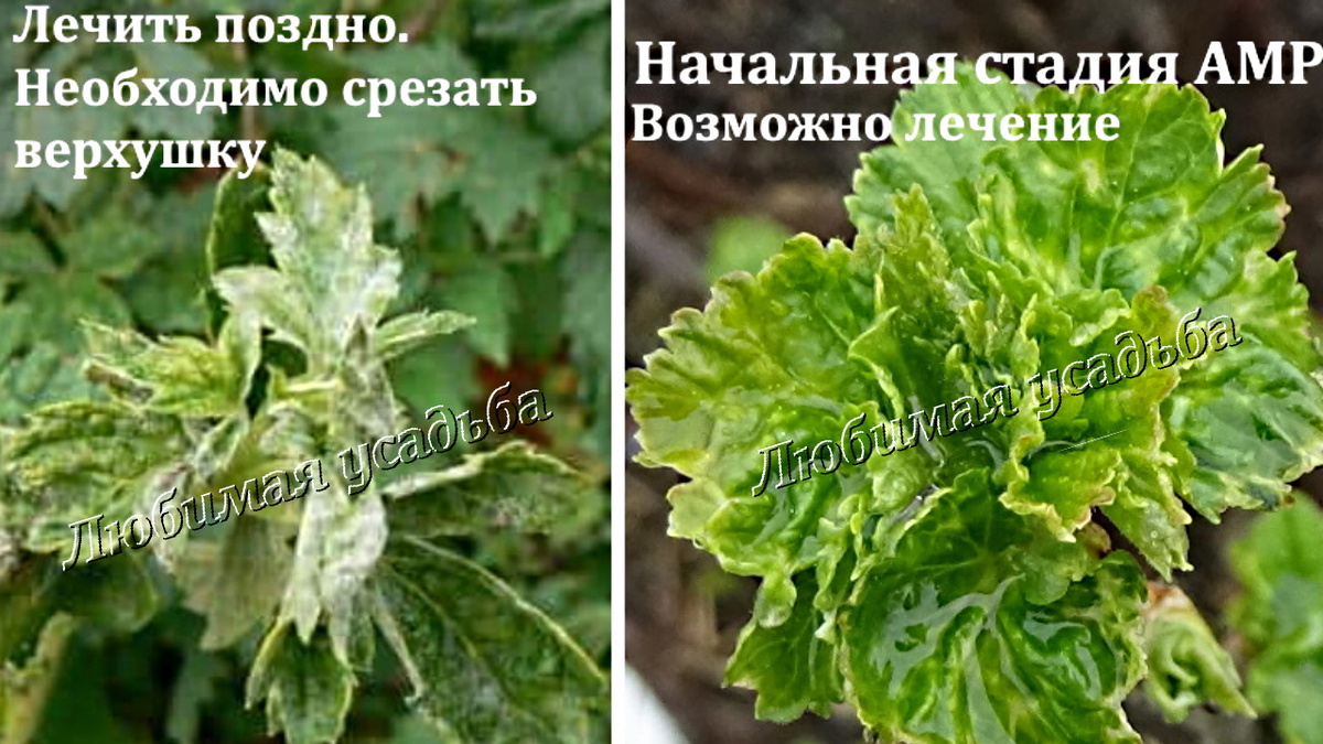 Мучнистая роса на смородине