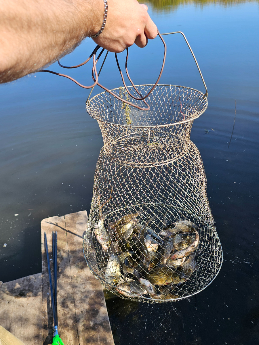 «Мелочь» в садке.