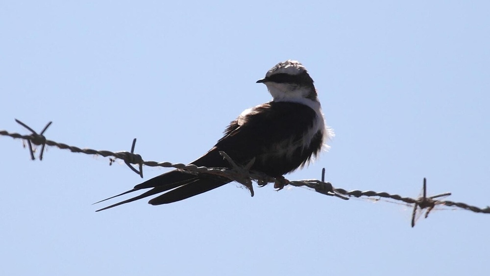     Фото: Christopher Watson (http://www.comebirdwatching.blogspot.com/). http://www.comebirdwatching.blogspot.com/?view=classic (Images are released under CC-BY-SA 3.0 per the notice found by pressing the 'text' button on the right side bar: http://imgur.com/h6Loq), CC BY-SA 3.0, commons.wikimedia.org