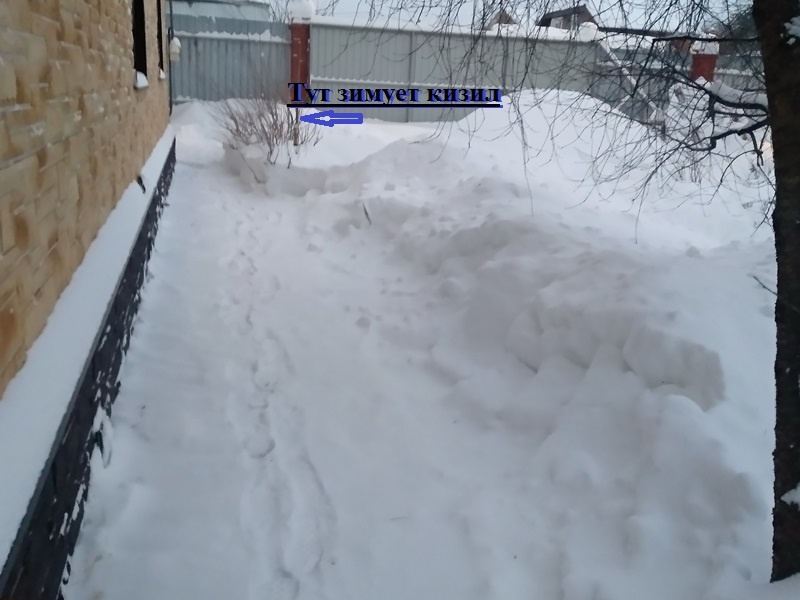 На этой грядке муж тоже убрал снег. Хорошо, что тут ничего не зимует. А вдали стрелочкой указала место, где находится кизил