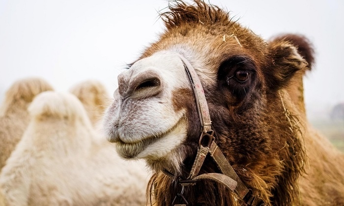    В Саудовской Аравии верблюдам начали выдавать официальные паспорта