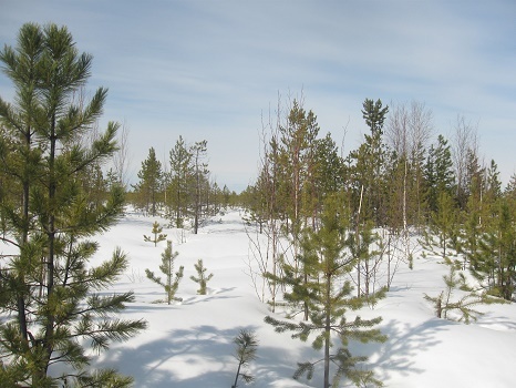 Фотографии Татьяны Немшановой. Крайний Север, Западная Сибирь, Приполярный Урал, Зауралье, ХМАО Югра, лес северный таёжный,болотное редколесье.