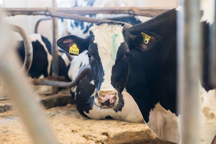    Фото Андрея Заржецкого