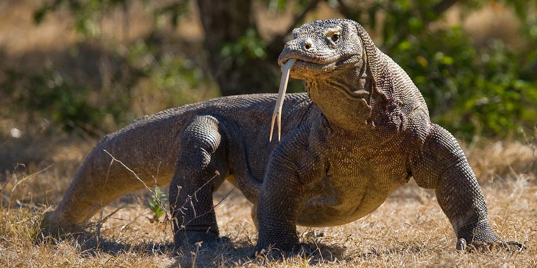 Камодонский варан-каннибал: загадочный хищник дикой природы