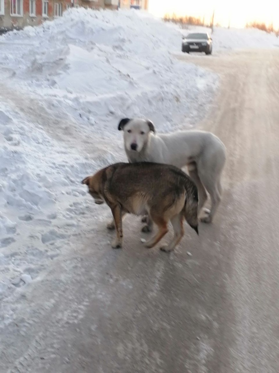 одинокие души ищут спасение