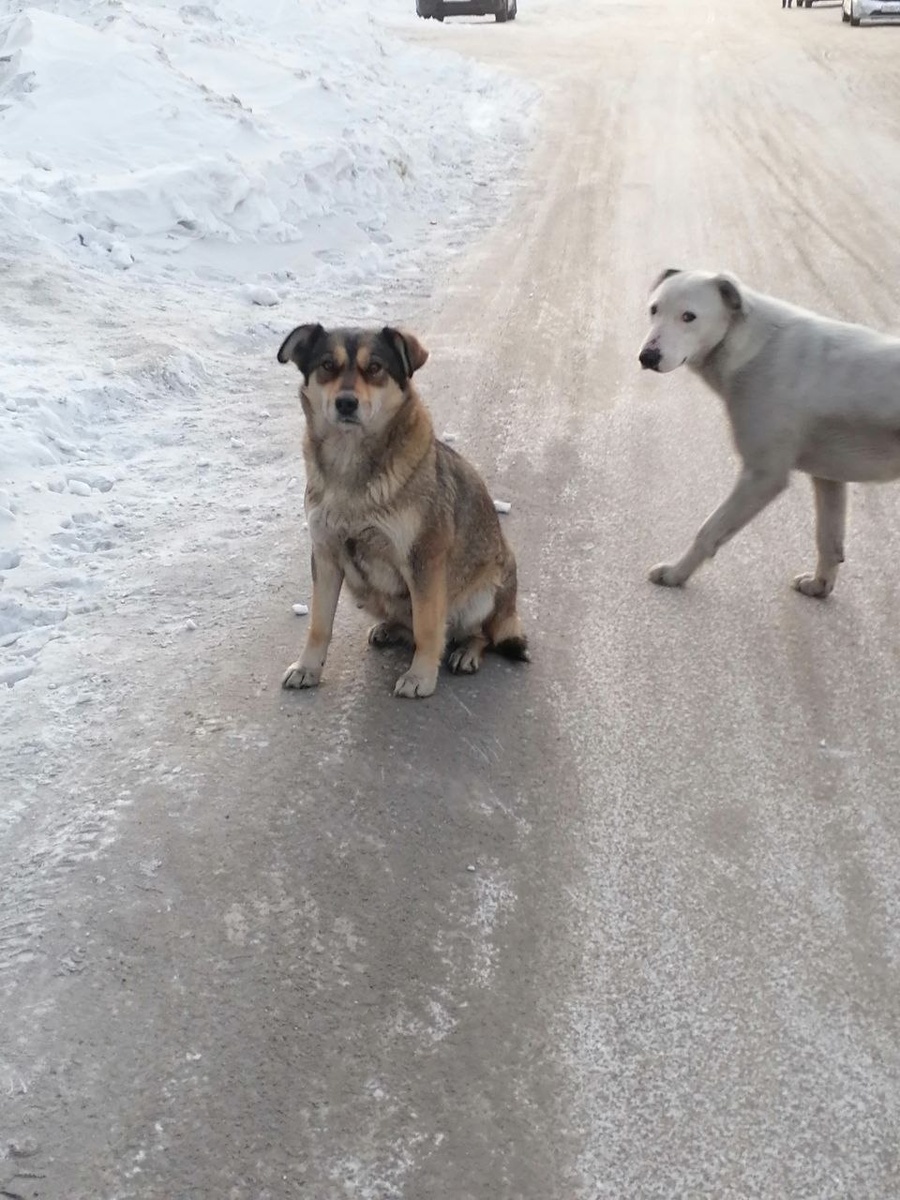 беспомощные взгляды на ледяной дороге