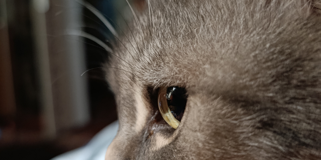 Часть 738. Весна пришла, а с ней и большая вода)