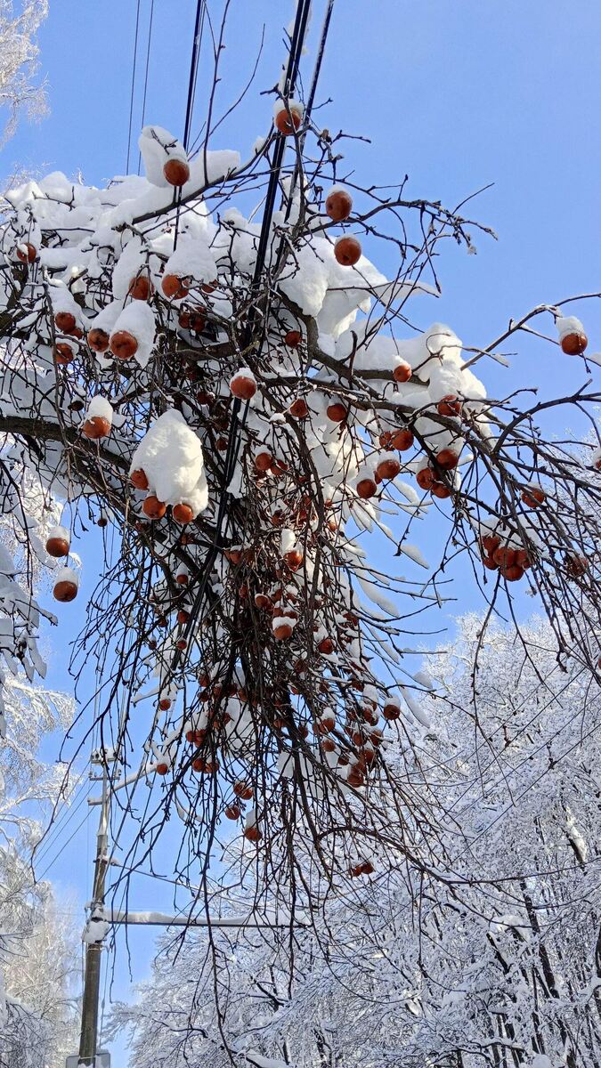 Яблоки в снегу. Фото моей читальницы Марии.