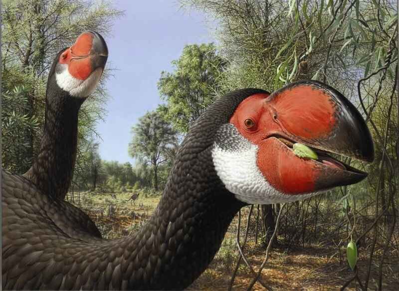 Dromornis australis