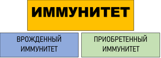 Иммунитет: врожденный и приобретенный