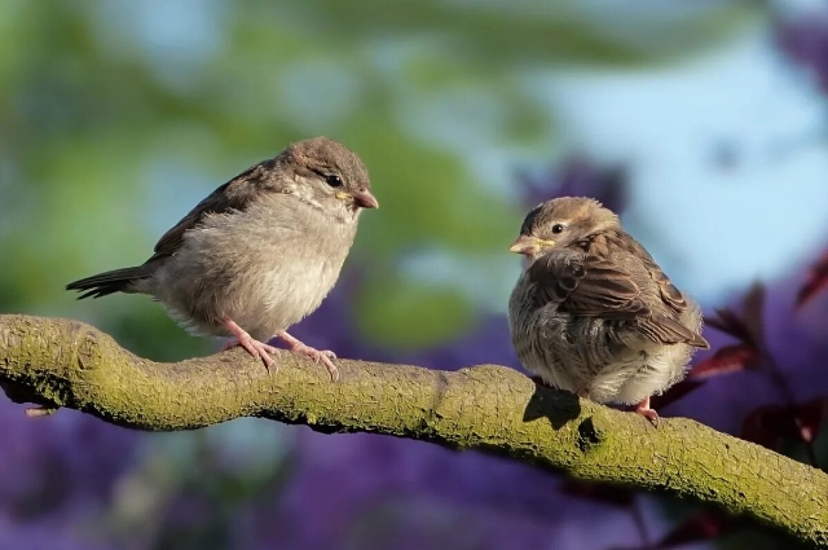    В Тульской области намерены провести перепись воробьёв