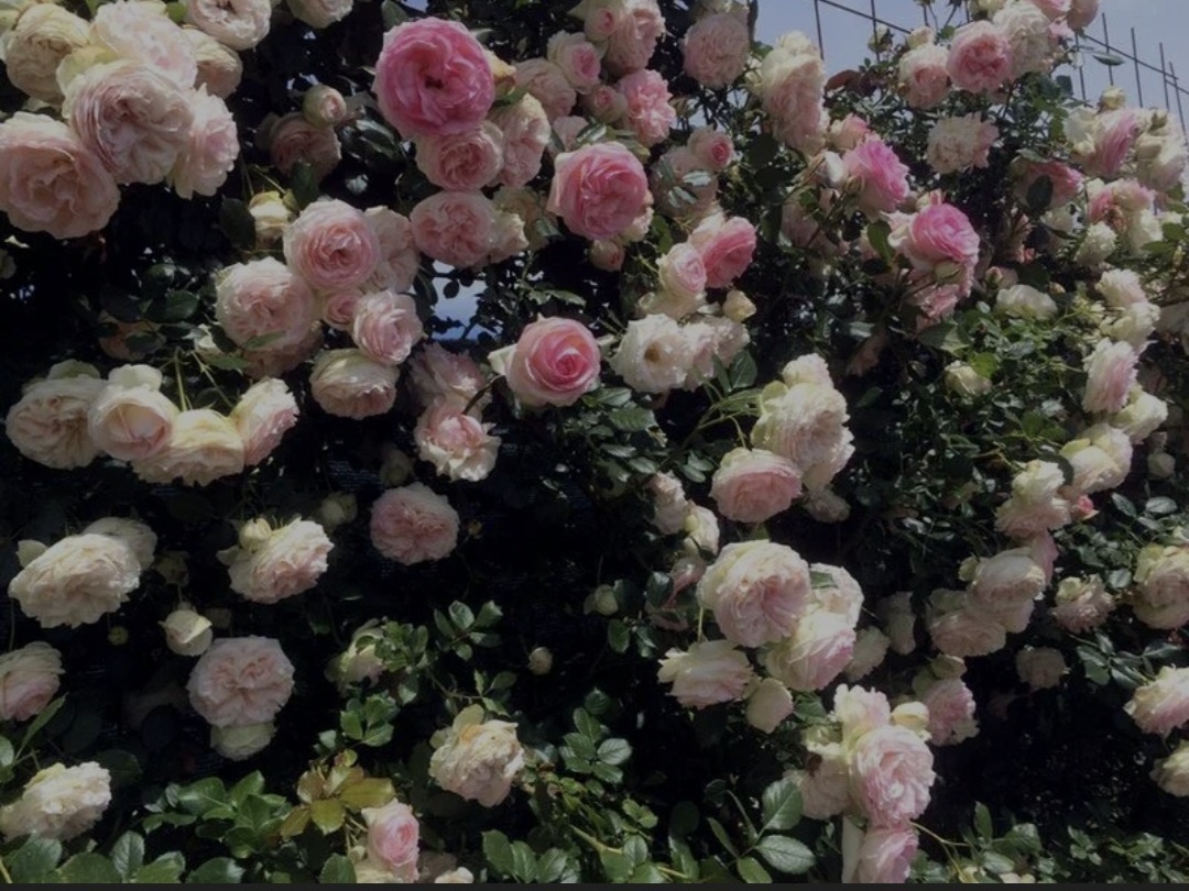 Из открытых источников