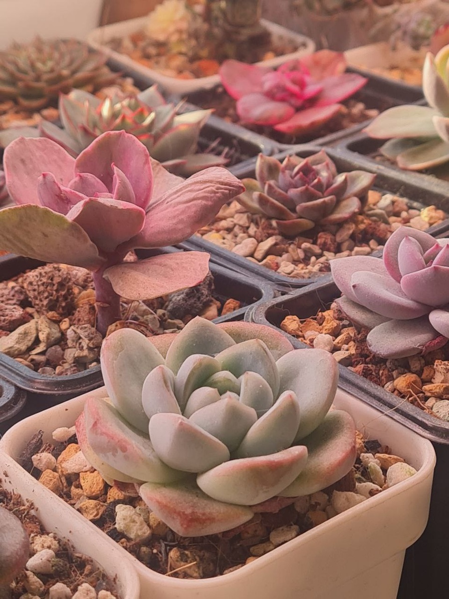 Sunny kid | Succulent