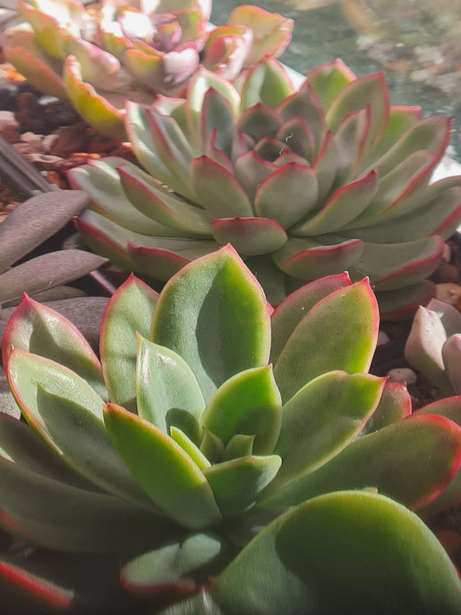 Sunny kid | Succulent