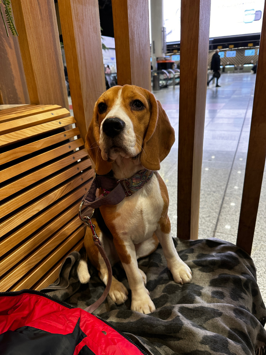Бигль в аэропорте