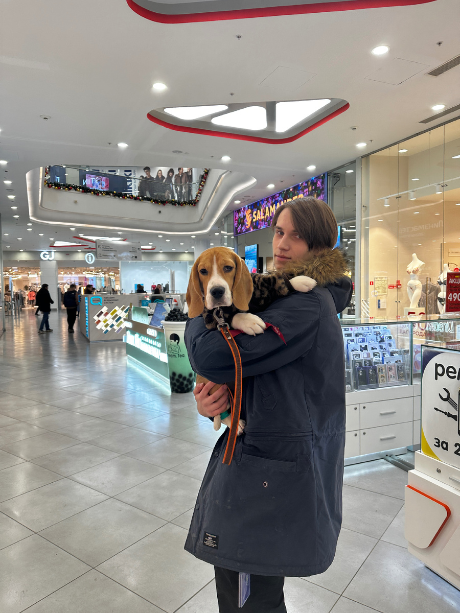 Бигль в торговом центре