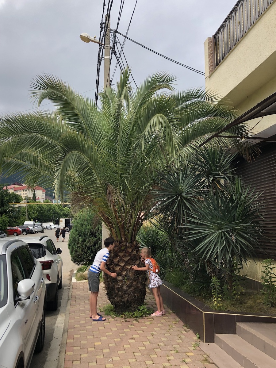 Дети пытаются съесть гигантский ананас.