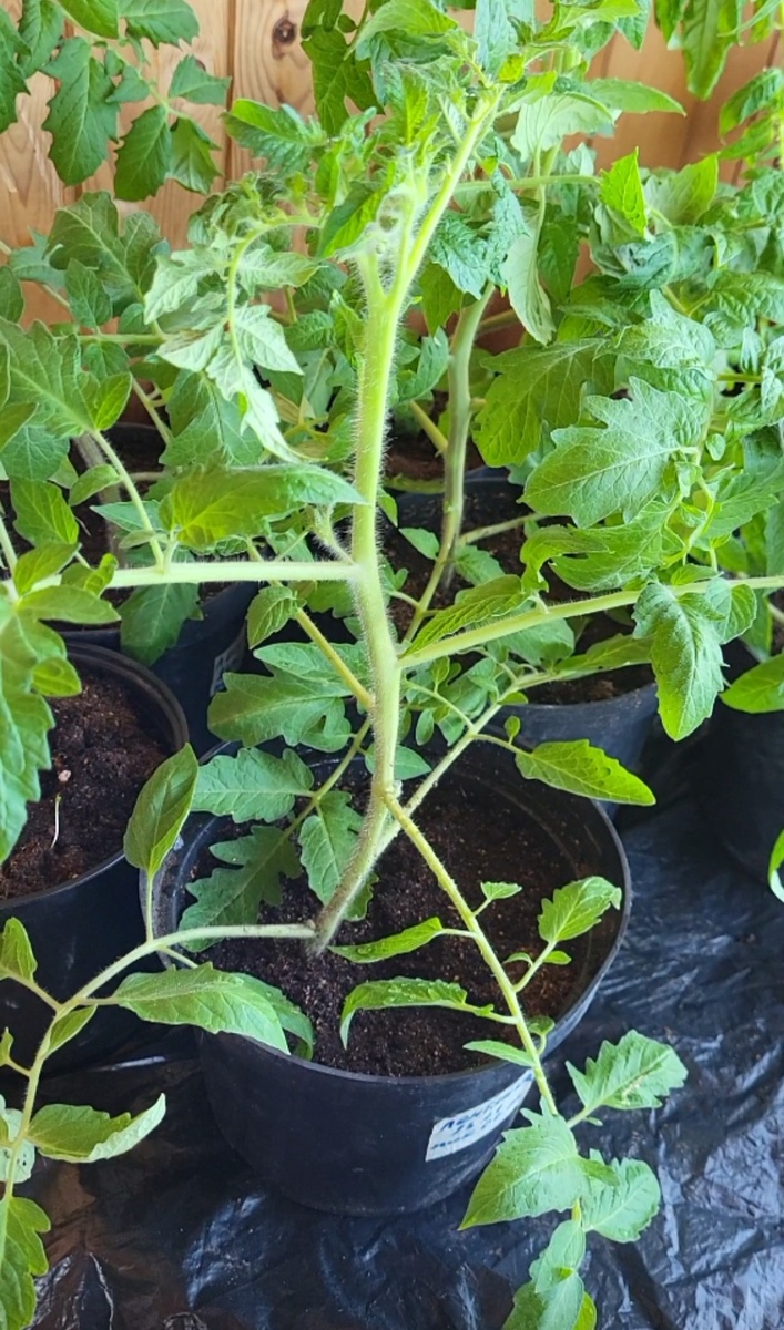 Заглубление рассады 