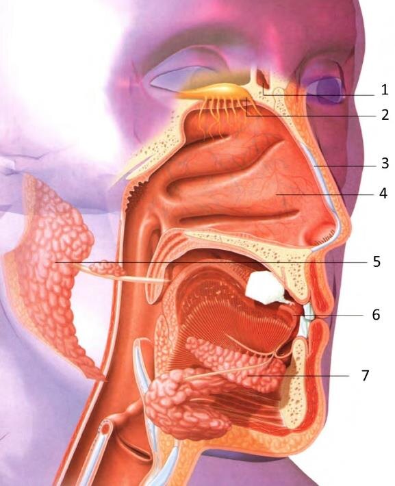 На рисунке показана анатомия носовой и ротовой полости: 1. Лобная пазуха. 2. Обонятельная луковица, соединенная трактом с мозгом. К каждой луковице через решетчатую кость идут 15-20 обонятельных нервов. 3. Носовой хрящ. 4. Носовая полость с сосудистой сетью для согревания воздуха. 5. Слюнная железа. 6. Язык с вкусовыми почками. 7. Другая слюнная железа.