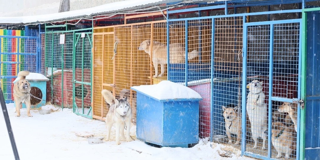 Каждый голос — на вес золота!