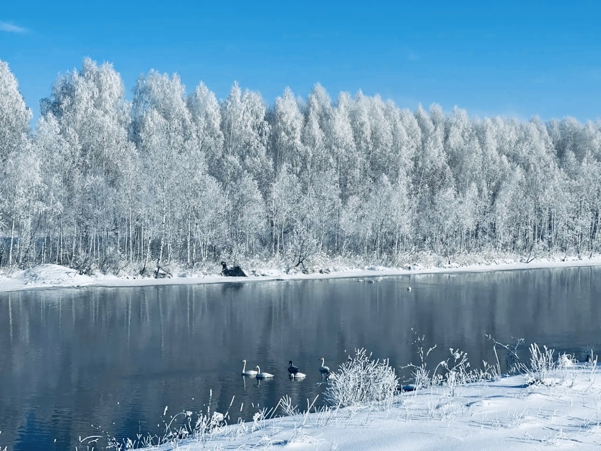 Вот примерно такое зрелище тогда я увидела, застывший в зимней сказке лес, только тогда была одна пара лебедей на озере. 