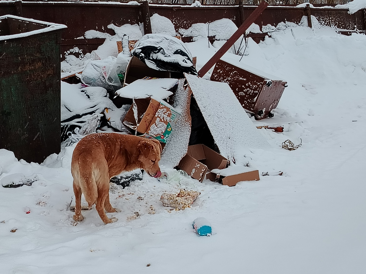 Бездомный пёсик. 