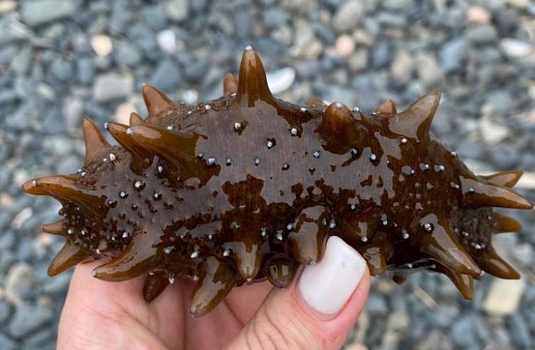    Фото: Правительство Приморского края