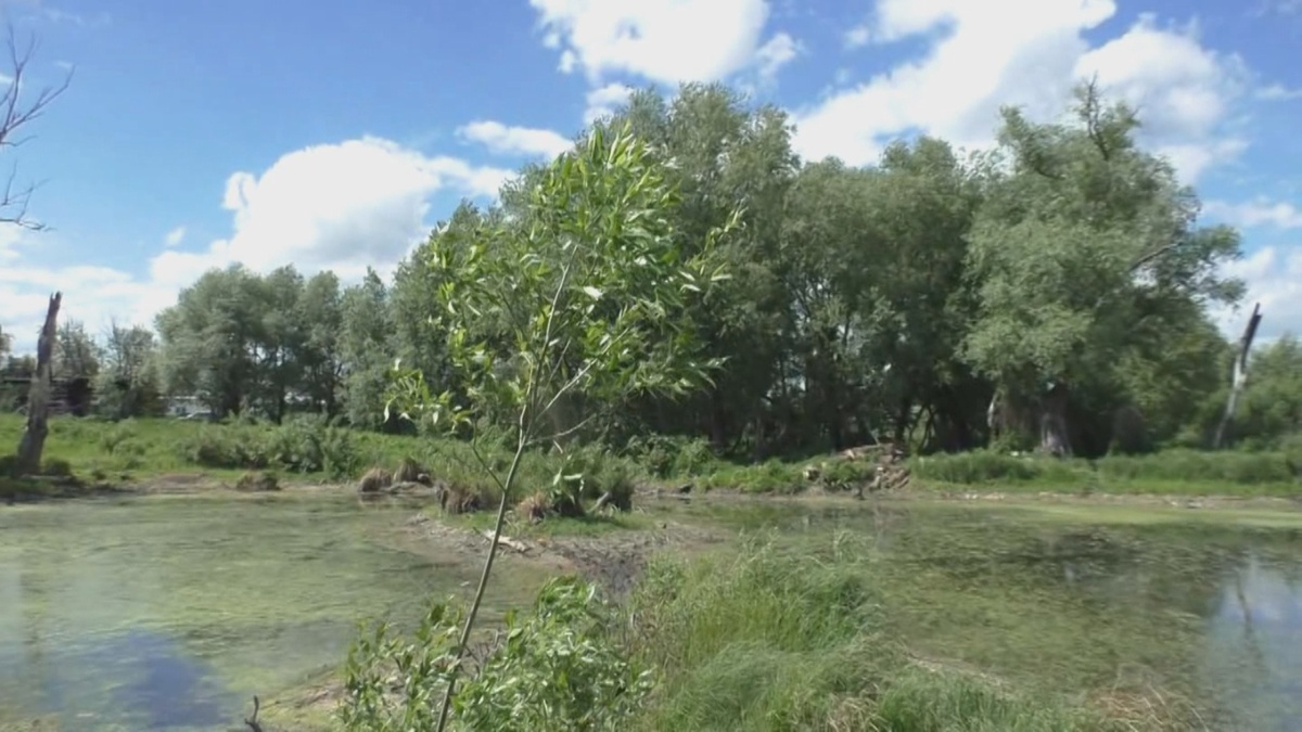 Вот такими стали наши пруды...