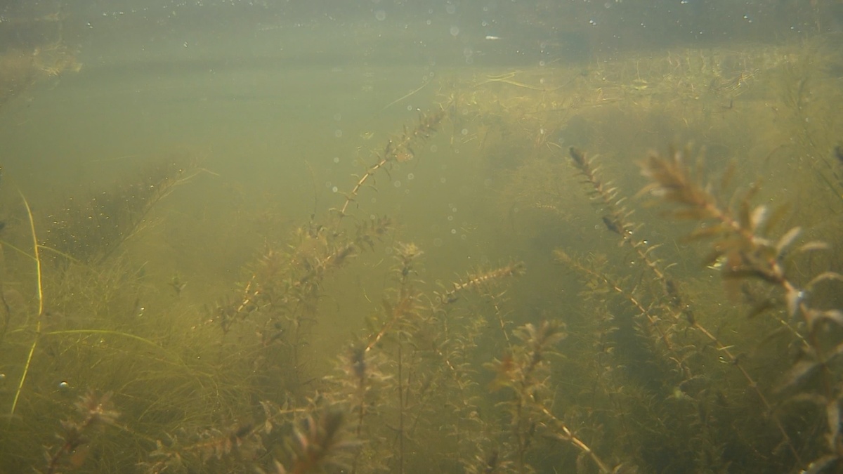 Водоросли заполоняли пруды от самого дна и до верха 