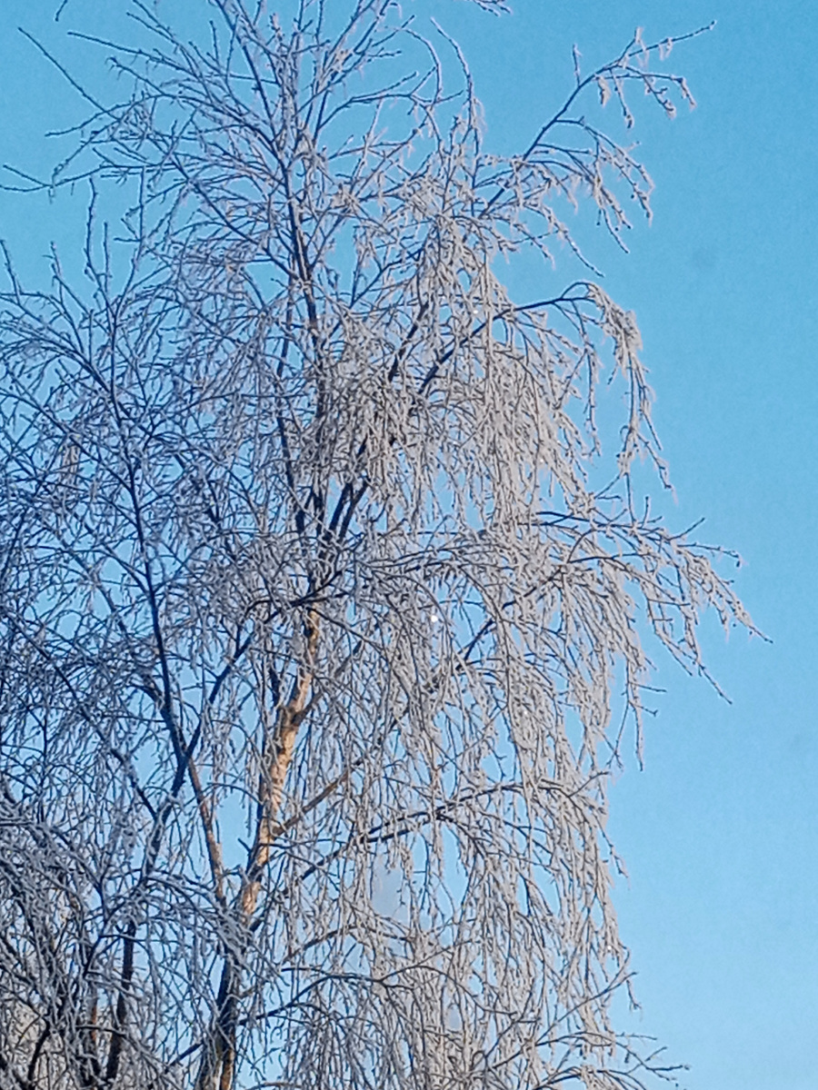 Это моя берёзка...