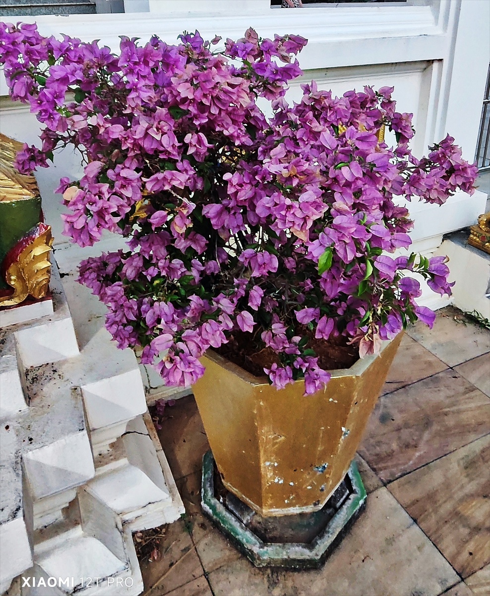 Бугенвиллия.