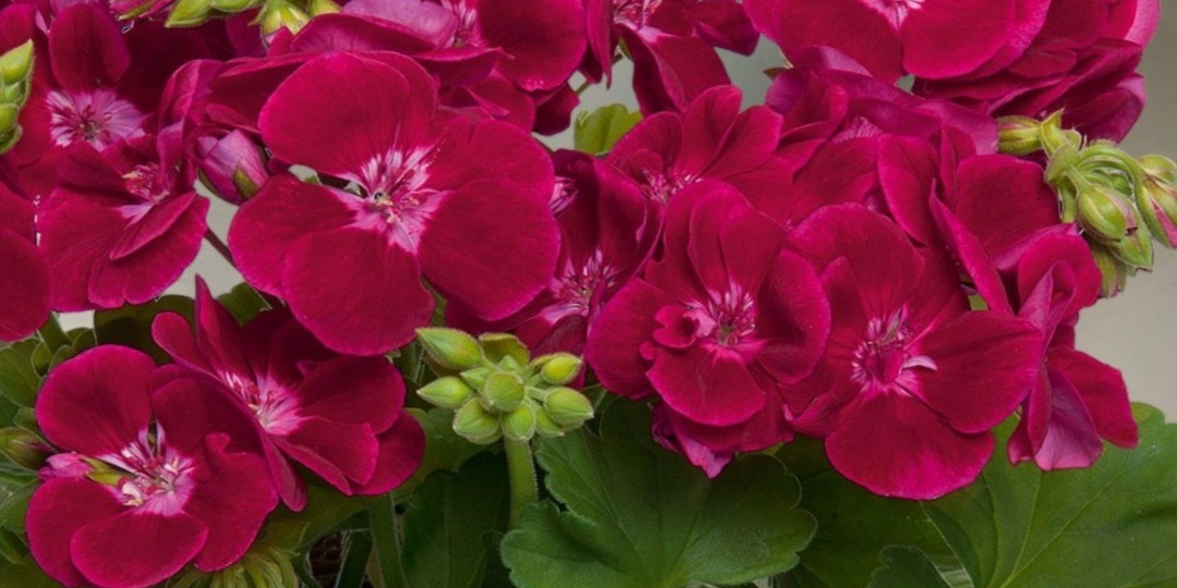 Как составить грунт для пеларгоний, чтобы быстро разрастались и цвели охапками