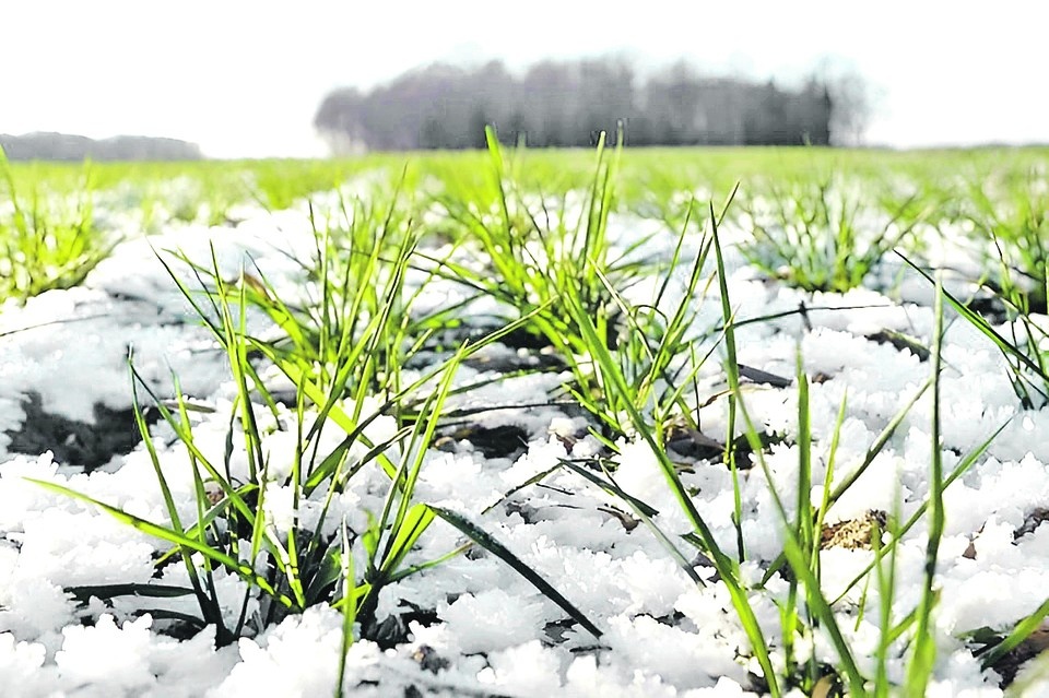    Снежная шапка без ледяной корки только на пользу посевам, поясняют агрономы. Министерство АПК и продовольственной политики Запорожской области