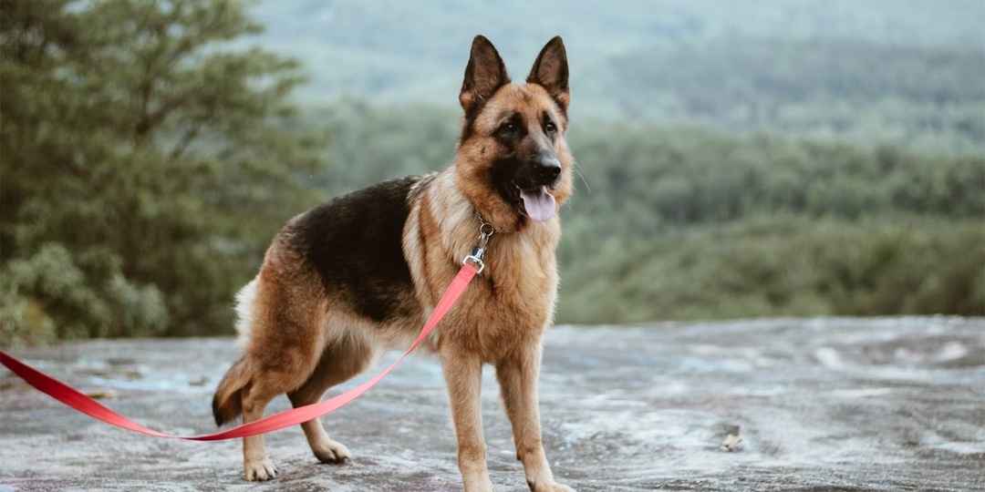 Собачьи двойники: немецкая vs европейская овчарка