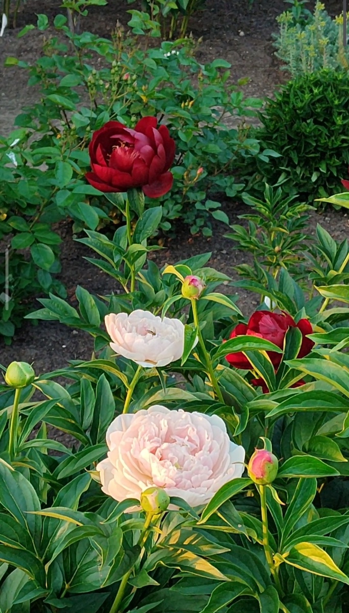 Сирин Пастель на фоне Бакай Белл