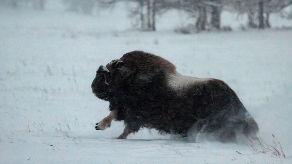    Фото: Сергей Зубков / «Ямал-Медиа»
