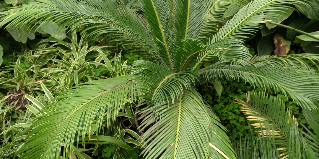 Моя любовь - растения!