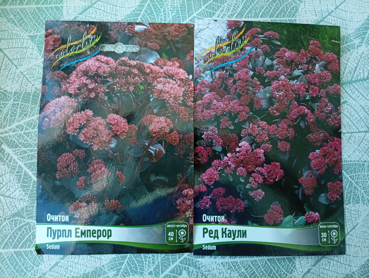 Вот два новых сорта, оба с тёмными листочками.