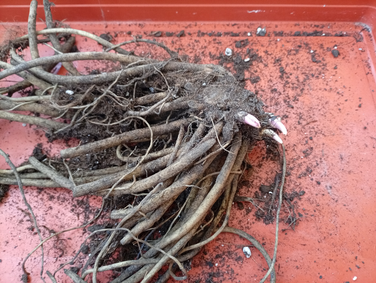 Вот такие корешки у Бузульника.