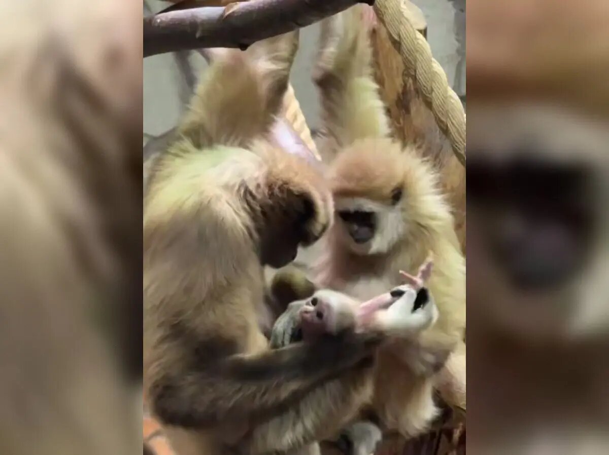    Фото: стоп-кадр видео от пресс-службы Ленинградского зоопарка