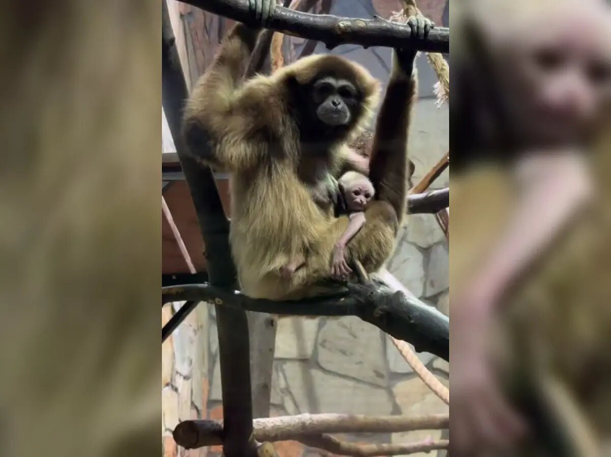    Фото: стоп-кадр видео от пресс-службы Ленинградского зоопарка