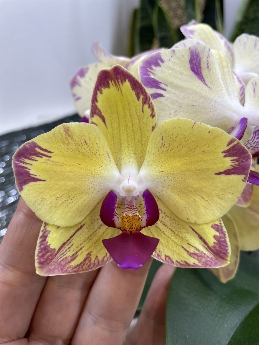 Орхидея фаленопсис Желтая Молния / Phalaenopsis Yellow Lightning gx. с маркетинговым названием ПОПУГАЙ. Орхидеи С Еленой Кузнецовой