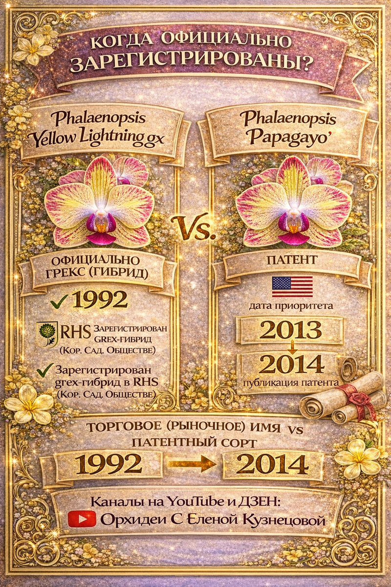 Регистрация Phalaenopsis Yellow Lightning gx. и Phalaenopsis Papagayo. Орхидеи С Еленой Кузнецовой