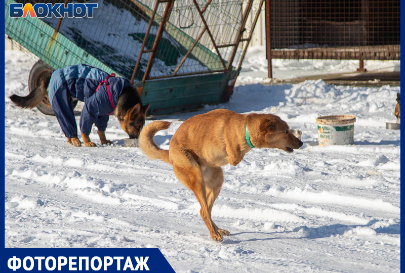 Отрубленные лапы и покалеченные внутренности: как спасают четвероногих от живодеров в Волжском