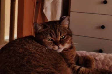 От динозавров до манэки-нэко: кошачья история покорения мира  📷
